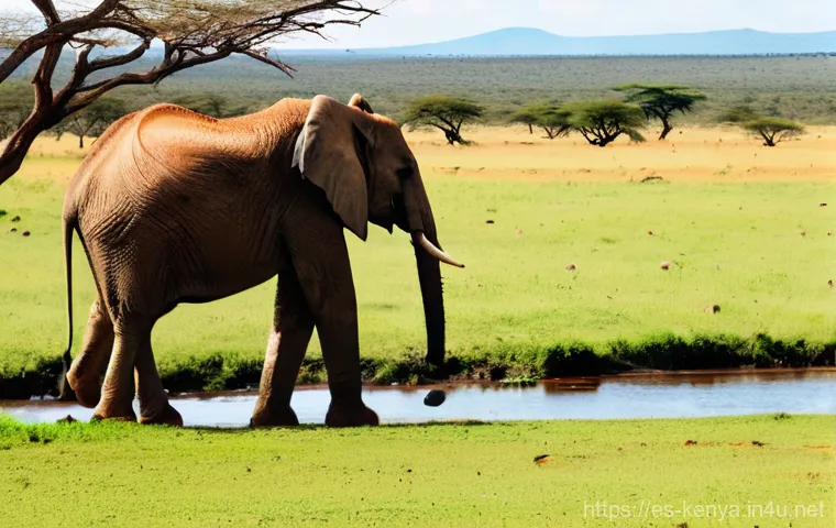 케냐 철도 프로젝트 - **A picturesque journey through the heart of Kenya on the Madaraka Express.**
    "A modern, sleek M...